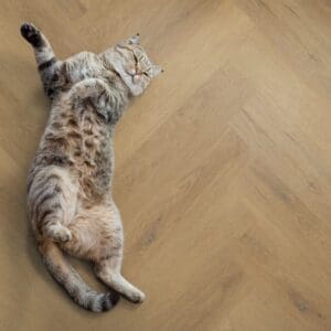 A cat lying on Fine Oak Amber herringbone flooring
