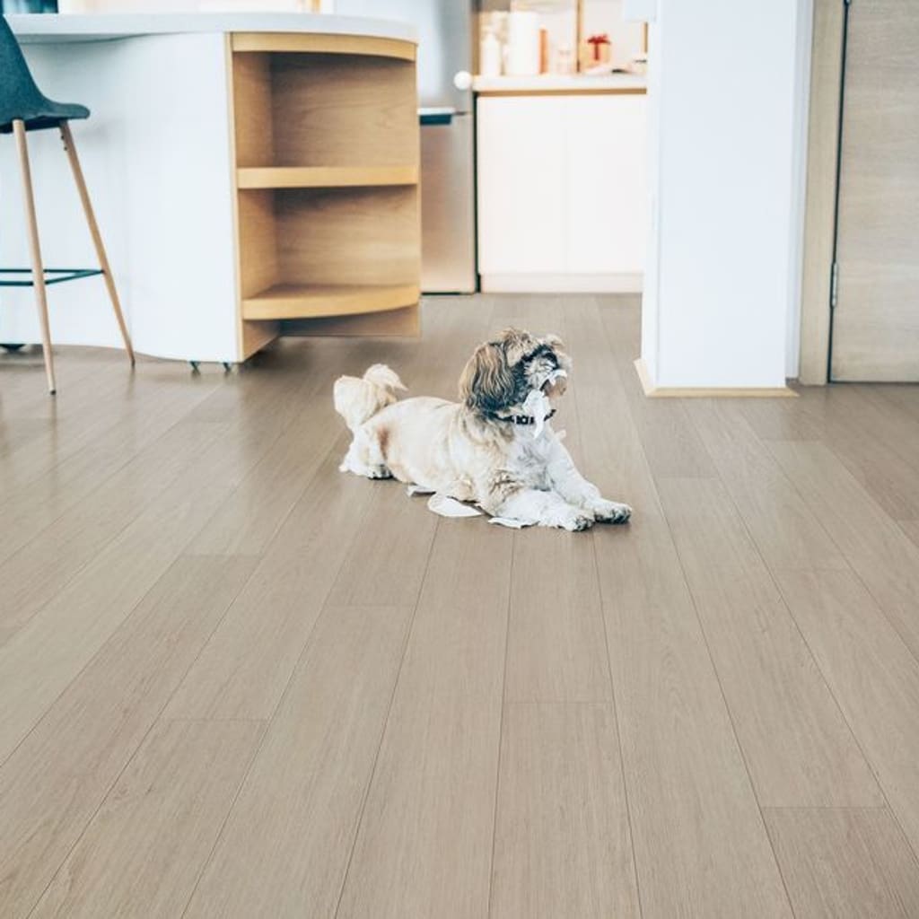 Oregon Ash LVT installed in a modern kitchen with a dog lying on the floor